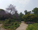 Paulownien im Botanischen Garten Solingen (Foto: Florian Treede / LVR)