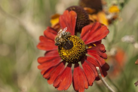 Eine Biene bei der Nahrungsaufnahme in Form von Nektar auf einer Blüte.