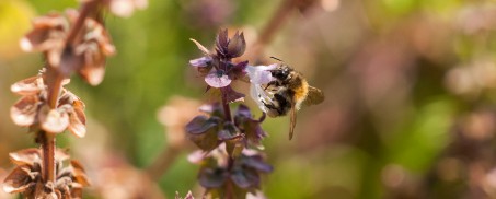 Wildbiene bei der Nektarsuche an einer Blüte.
