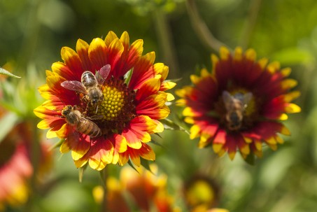 Zwei Bienen auf einer Blüte bei der Nahrungsaufnahme.