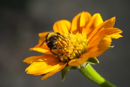Eine Wildbiene sitzt auf einer Blüte und schaut in die Kamera.