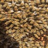 Blick in die Bienenbeute: Königin (rosa Punktmarkierung) mit ihren Arbeiterinnen in Köln Deutz
