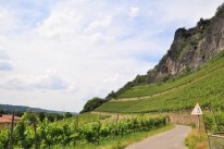 Blick auf den Rhöndorfer Weinberg. Foto: Franziska Ostfeld / LVR