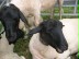 Foto: zwei Schafe mit schwarzen Köpfen.