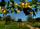 Foto: ein ländlicher weg mit einem Ast voller Äpfel im Vordergund