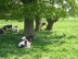 Foto: Kühe auf einer Weide, die im Schatten von Bäumen liegen.