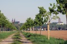 Die Birnenallee mit Blick auf Kleve (Foto: LVR)