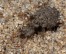 Foto: Nahaufnahme eines Ameisenlöwen