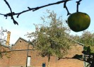 Foto: Apfelzwei mit Gebäude im Hintergrund